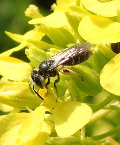 Andrena sp.